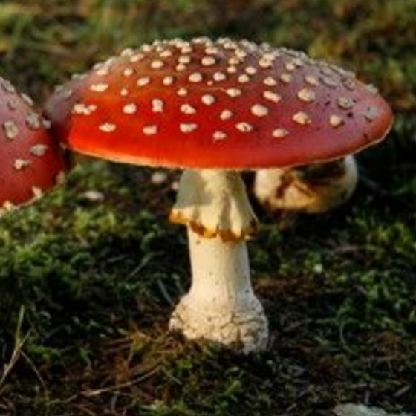 thereallovecats's avatar