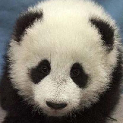 ProPoroPanda's avatar