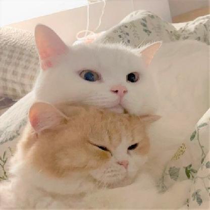 amandafaery's avatar