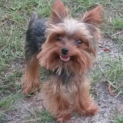 cokacolasis's avatar