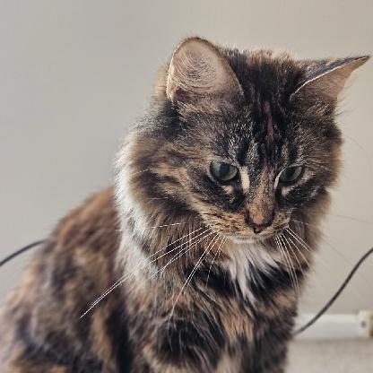 CatMomCatLady's avatar