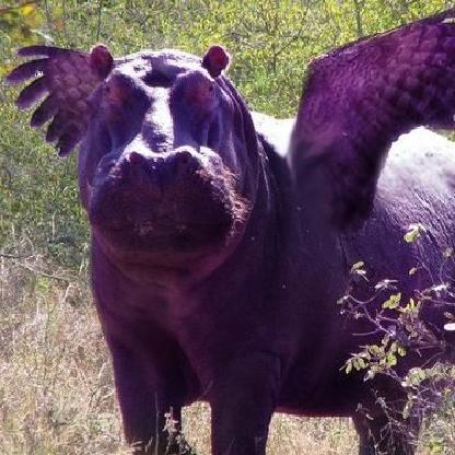 EpicPurpleHippo's avatar