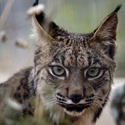Edulynx10's avatar