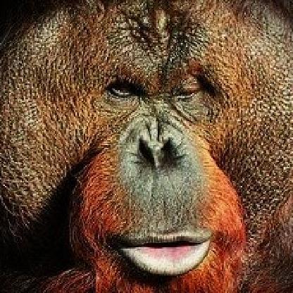 Orangutanker's avatar