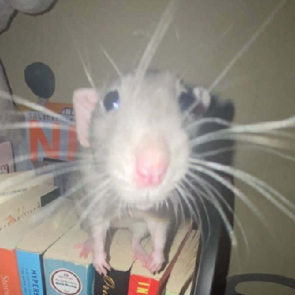 El_Ratussy's avatar