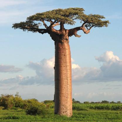 Baobab_dnh's avatar