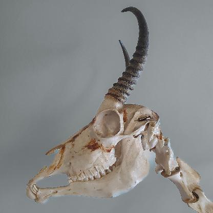 Teamsamarah's avatar