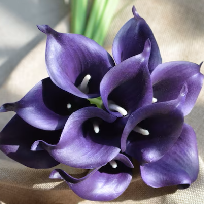 purplecallalily's avatar