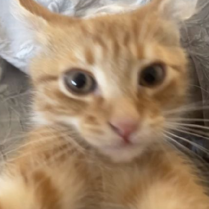 Graxhi's avatar