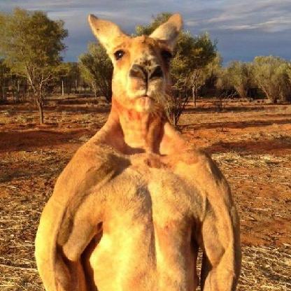 RogerDaKangaroo's avatar