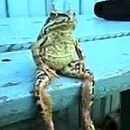 vutinsonofodinho's avatar