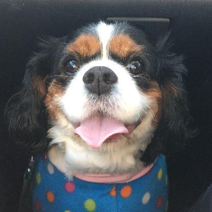 Everixthefrog64's avatar