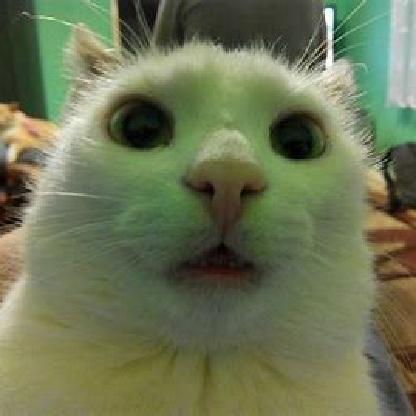 indigoisverydumb's avatar