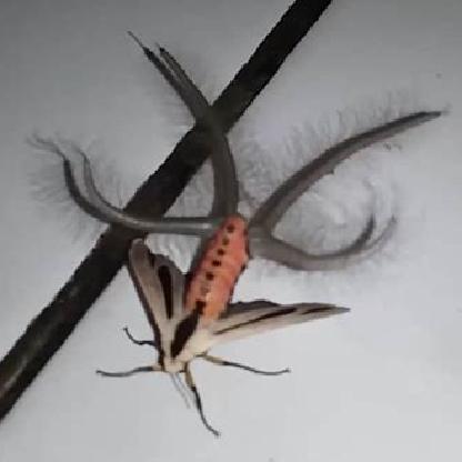 stmacchabee's avatar