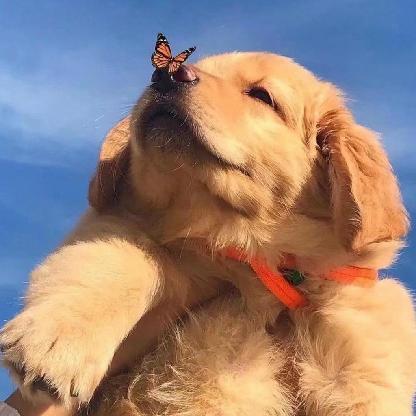 LemonSqueezyCar's avatar