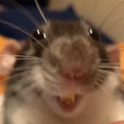 RATTO21's avatar