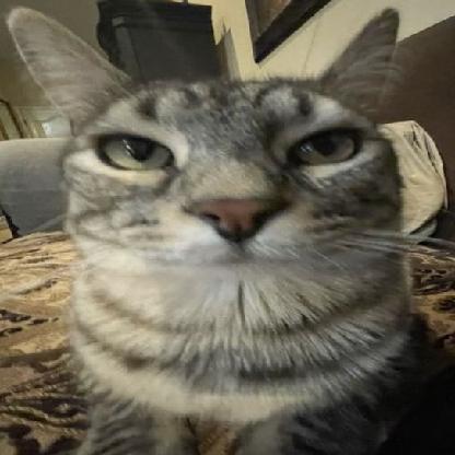 Tsukipookiee's avatar