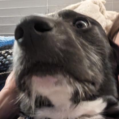 PandaBearJelly's avatar