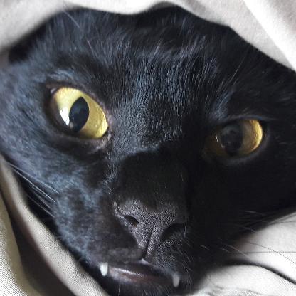 Leetle_Claws's avatar