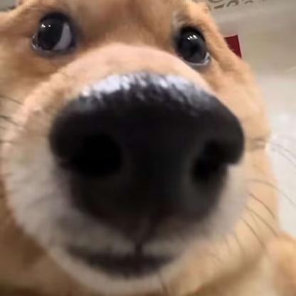TaGouXD's avatar