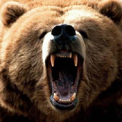 BCBear55's avatar