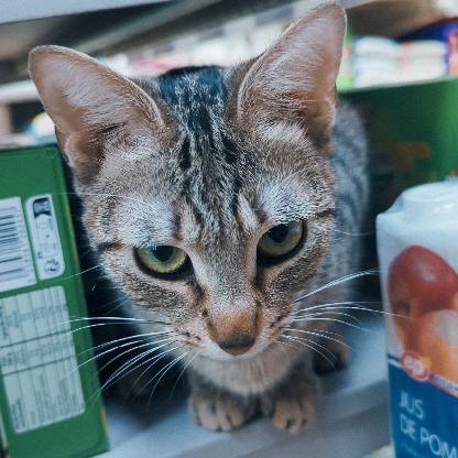 TheDeadlyLionn's avatar