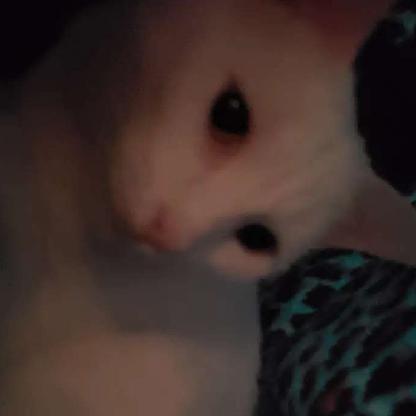 will0wtrees_'s avatar