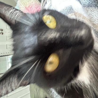 SidewalkCat57's avatar