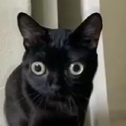 DragonPIays's avatar