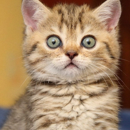 Mishka_Gamml's avatar