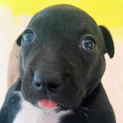 misteriosoA55's avatar