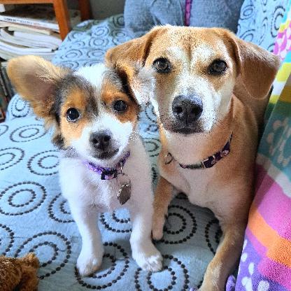 DawningRose's avatar