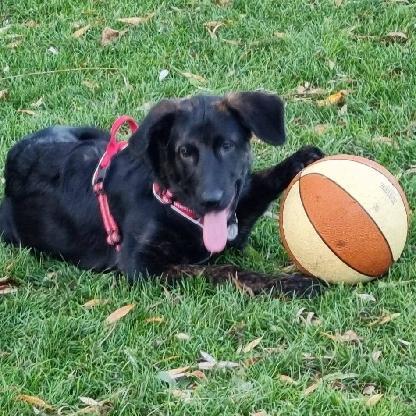 AngelFireDK's avatar