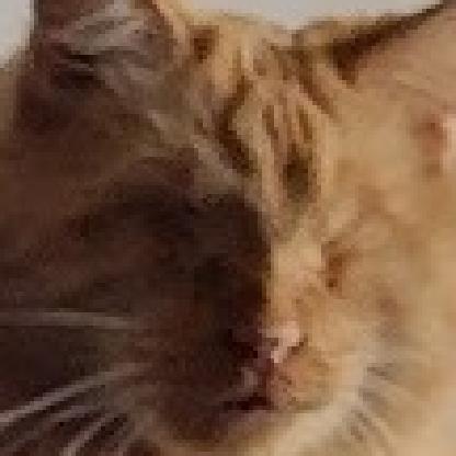 lowcostpet's avatar