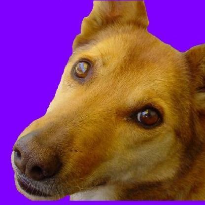 Roseadoodle's avatar