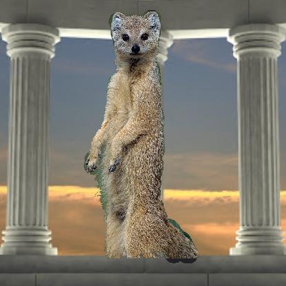 Mongoose24TTT's avatar