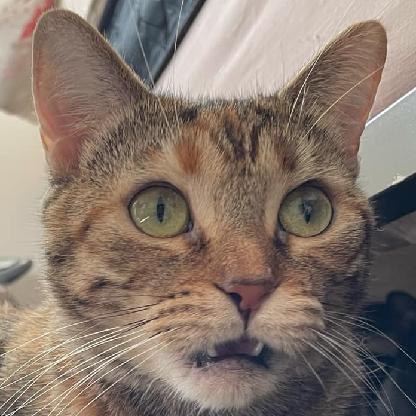 TheRealLovebee's avatar