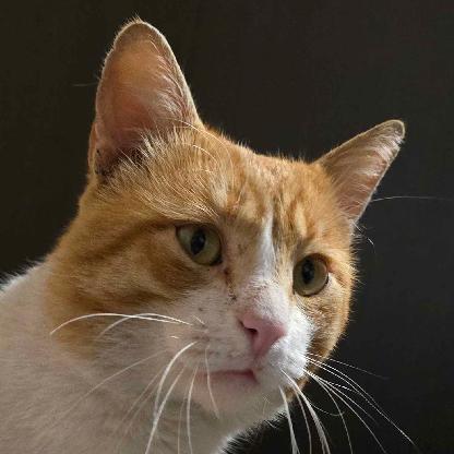 Nikolas0501's avatar