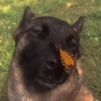 chloinkadink's avatar