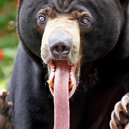 Tutel78's avatar