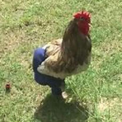 ObamasChicken's avatar