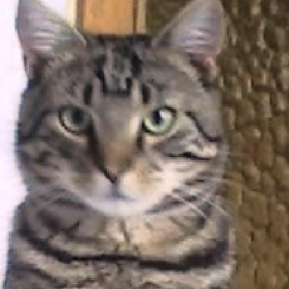 Amalia1234567899's avatar