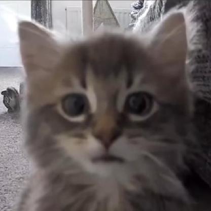 NoobPlayer522's avatar