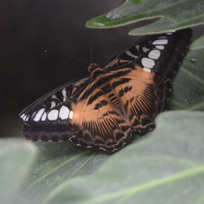 JammyPigletNZ's avatar