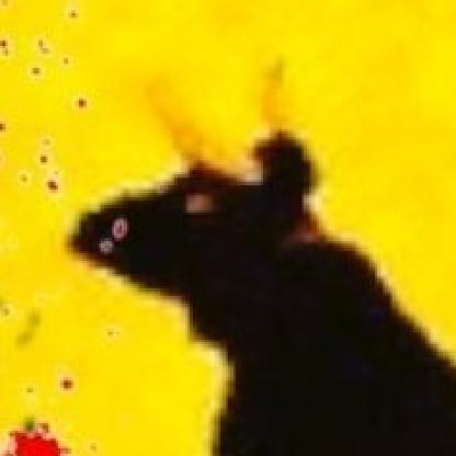 STREETBOSSIN's avatar