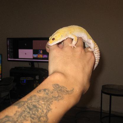 staypeckish's avatar