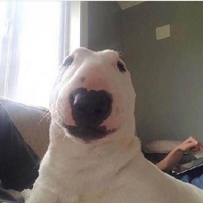 bluehound_44's avatar