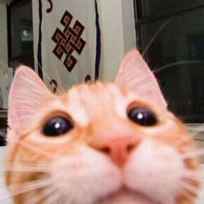 peuterhandelaar's avatar