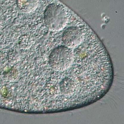 super_clc_king's avatar