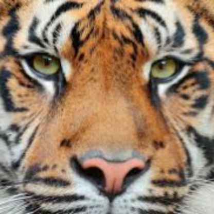 Tiger_Spirrit's avatar